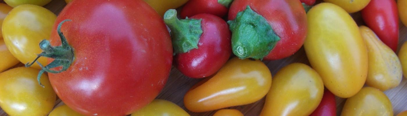 tomato